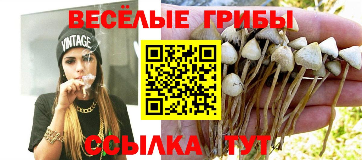 Галлюциногенные грибы GOLDEN TEACHER  Вход с VPN  Лесной  Псилоцибиновые грибы MAGIC MUSHROOMS 